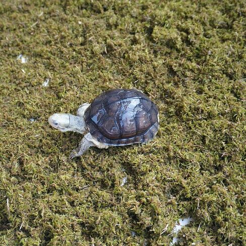 Tortoise Substrate for Burrowing – 5oz Soil Mix with Moss, Moisturizing Terrarium Habitat Bedding for Reptile, Humidity Retaining Enclosure Substrate in Saudi Arabia