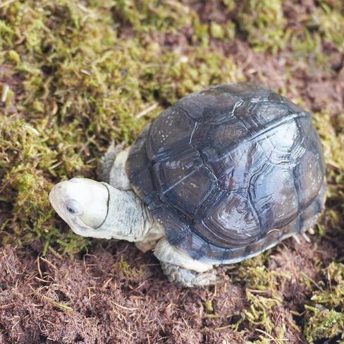 Tortoise Substrate for Burrowing – 5oz Soil Mix with Moss, Moisturizing Terrarium Habitat Bedding for Reptile, Humidity Retaining Enclosure Substrate in Saudi Arabia