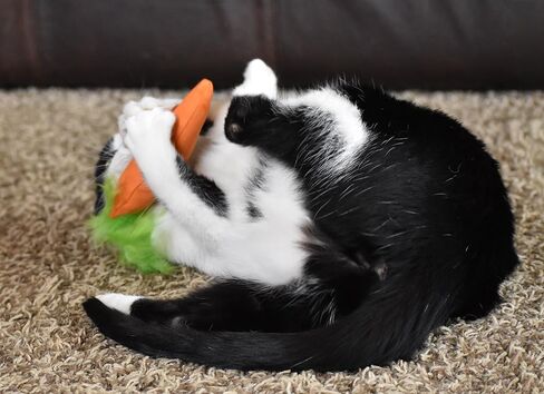 OurPets 100-Percent North American Catnip Filled Carrot Cat Toy 24 Karat in Saudi Arabia