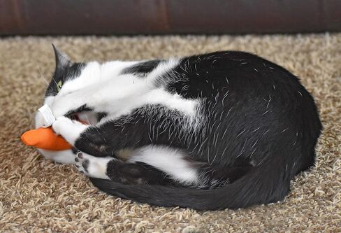 OurPets 100-Percent North American Catnip Filled Carrot Cat Toy 24 Karat in Saudi Arabia
