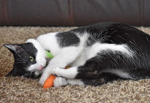 OurPets 100-Percent North American Catnip Filled Carrot Cat Toy 24 Karat in Saudi Arabia