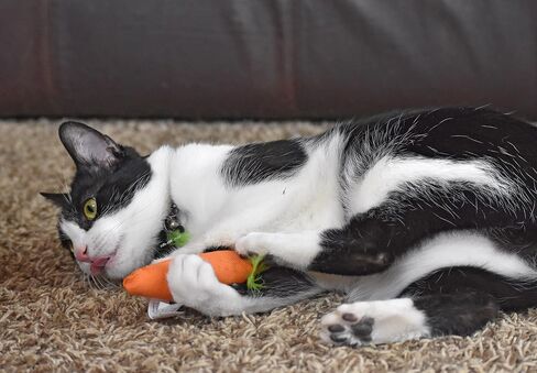 OurPets 100-Percent North American Catnip Filled Carrot Cat Toy 24 Karat in Saudi Arabia