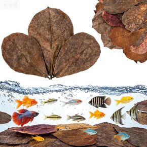 LeonBach 100 Pcs Indian Almond Leaves for Aquariums, 5-8 Inches in Kuwait