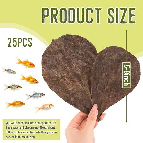 LeonBach 100 Pcs Indian Almond Leaves for Aquariums, 5-8 Inches in Kuwait