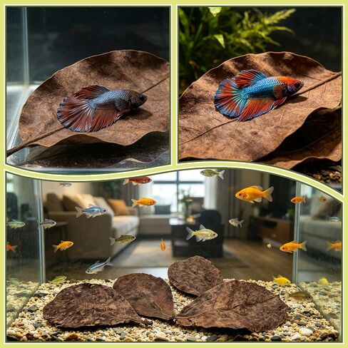 LeonBach 100 Pcs Indian Almond Leaves for Aquariums, 5-8 Inches in Kuwait