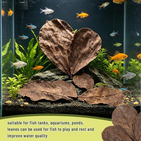 LeonBach 100 Pcs Indian Almond Leaves for Aquariums, 5-8 Inches in Kuwait