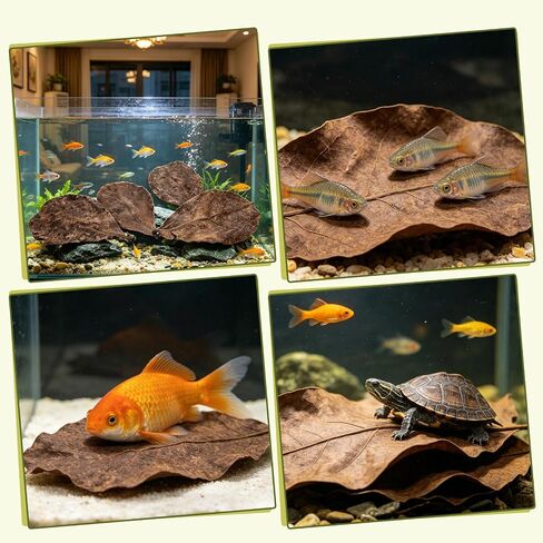 LeonBach 100 Pcs Indian Almond Leaves for Aquariums, 5-8 Inches in Kuwait