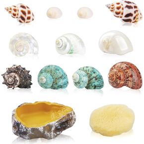 13PCS Natural Small Medium Hermit Crab Shells with Sea Sponge & Water Bowl in Kuwait