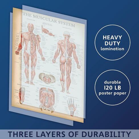 Palace Learning Vintage Muscular System Anatomical Chart - Human Muscle Anatomy Poster (LAMINATED, 18" x 24") in Kuwait