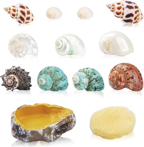 13PCS Natural Small Medium Hermit Crab Shells with Sea Sponge & Water Bowl in Kuwait