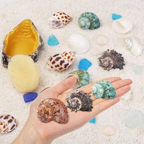 13PCS Natural Small Medium Hermit Crab Shells with Sea Sponge & Water Bowl in Kuwait