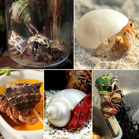 13PCS Natural Small Medium Hermit Crab Shells with Sea Sponge & Water Bowl in Kuwait