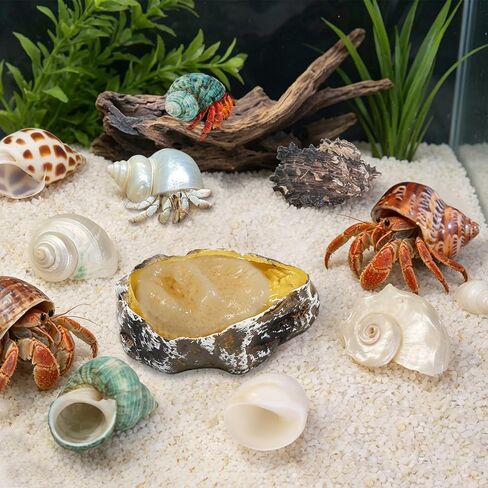13PCS Natural Small Medium Hermit Crab Shells with Sea Sponge & Water Bowl in Kuwait