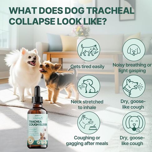 Collapsed Trachea Treatment for Dogs, Trachea Cough Elixir, Dog Cough Treatment –Natural Herbs Respiratory Support, Promotes Throat Comfort and Breathe Smoothly for Honking Cough, Gagging and Wheezing in Saudi Arabia