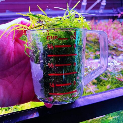 1 Cup Guppy Grass Najas guadalupensis Live Aquarium Plant in Kuwait