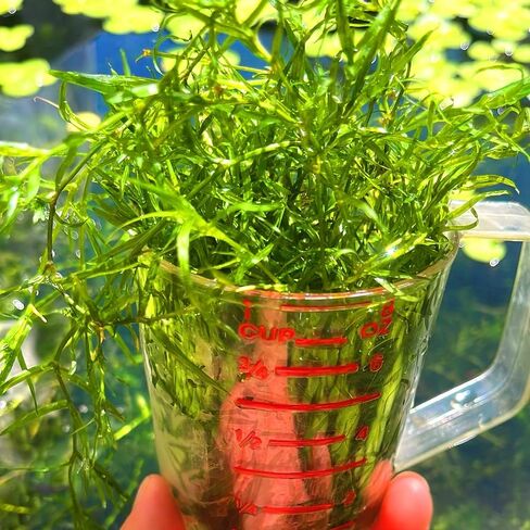 1 Cup Guppy Grass Najas guadalupensis Live Aquarium Plant in Kuwait