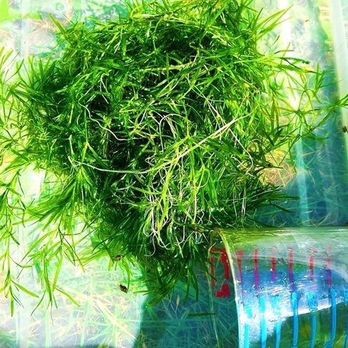 1 Cup Guppy Grass Najas guadalupensis Live Aquarium Plant in Kuwait