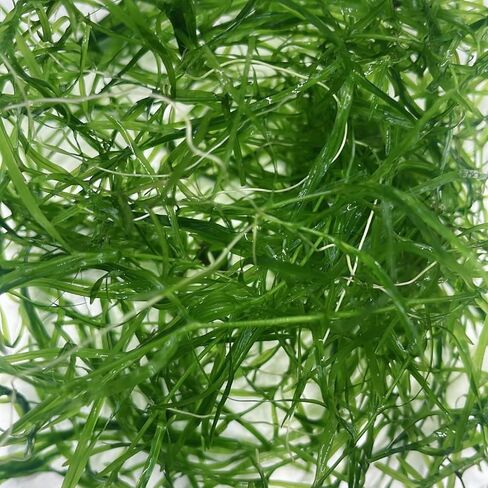 1 Cup Guppy Grass Najas guadalupensis Live Aquarium Plant in Kuwait