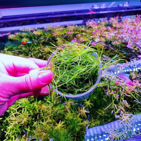 1 Cup Guppy Grass Najas guadalupensis Live Aquarium Plant in Kuwait