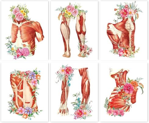 TANXM Watercolor Muscle Anatomy Art Poster, Muscular System Art Printing, Human Physiology Art Poster, Medical Art Decor, Massage Clinic Art，Set of 6 (8"X 10" ， No Frame in Kuwait