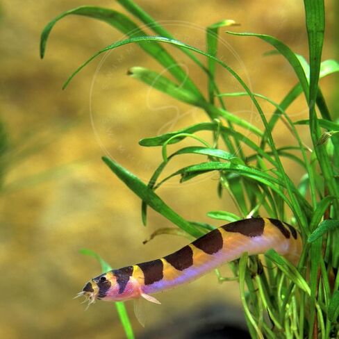 Swimming Creatures™ 3 Kuhli Loach (Pangio kuhlii) – Freshwater Tropical Aquarium Fish Live (Size Approx. 3-4") in Kuwait