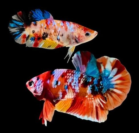 Koi Betta (Pair of Male and Female) - Live Freshwater Aquarium Fish - 2 Day Shipping in Kuwait