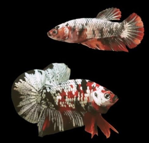 Koi Betta (Pair of Male and Female) - Live Freshwater Aquarium Fish - 2 Day Shipping in Kuwait