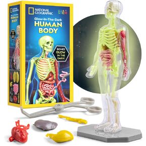 National Geographic Human Body Model for Kids 32-Piece Anatomy Set in Kuwait