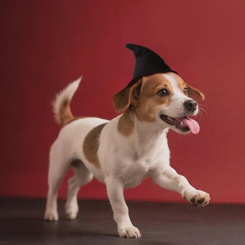 Witch Hat for Cats, Dog Halloween Witch Costume, Black Felt Adjustable Hat in Kuwait