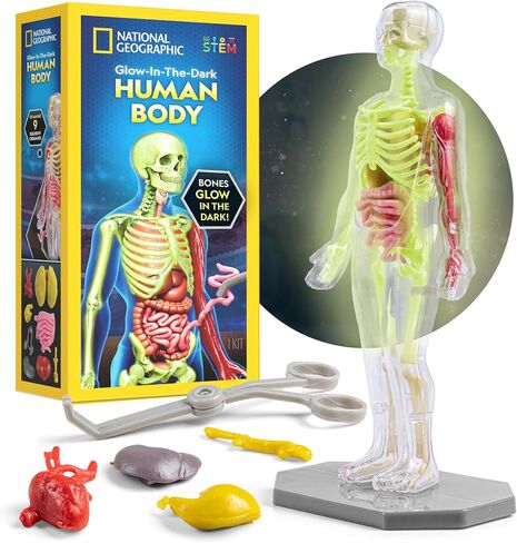 National Geographic Human Body Model for Kids 32-Piece Anatomy Set in Kuwait