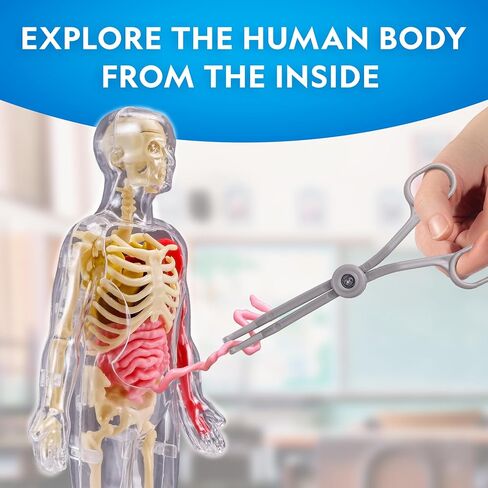 National Geographic Human Body Model for Kids 32-Piece Anatomy Set in Kuwait