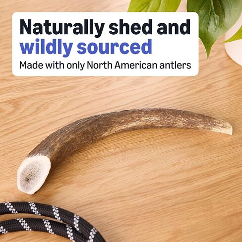 Amazon Basics Dog Deer Antler Chew, Naturally Shed, Whole, 9-10.5 inches, Long Lasting for Aggressive Chewers, X-Large, Best for Dogs Over 45 lbs (Previously Wag) in Kuwait