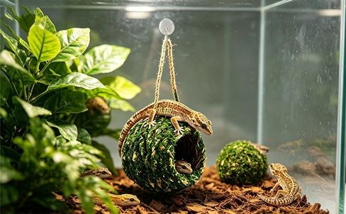 Mossy Caves Hideout, Crested Gecko Tank Accessories, Green Cave Hide Made with Natural Moss for Reptiles and Amphibians, Hide for Crested Gecko, Terrarium & Vivarium Decor in Kuwait