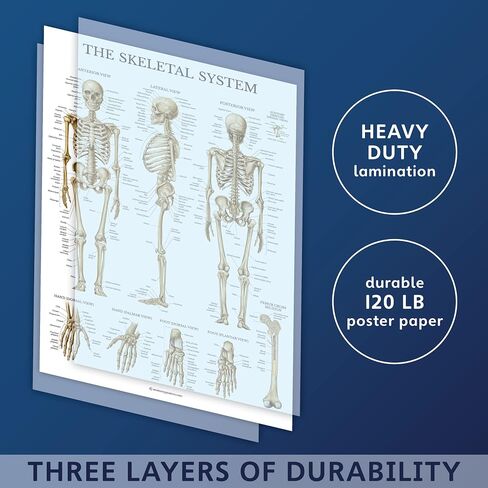 Palace Learning 3 Pack - Periodic Table of the Elements Poster [White] + Muscular & Skeletal System Anatomy Charts (LAMINATED, 18" x 24") in Kuwait