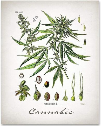 القنب - طباعة فنية غير مؤطرة مقاس 11 × 14 - تمثل ديكورًا نباتيًا رائعًا للمنزل وهدية أقل من 15 دولارًا in Kuwait