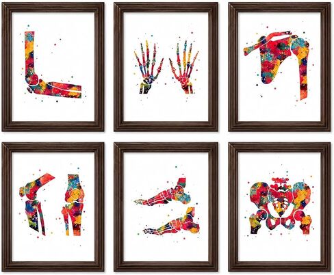 Human Bones Anatomy Watercolor Art 8x10 Unframed Print Set Skeleton Biology Medical Chiropractic Orthopedic Skeletal System Nurse Doctor Nurse Student Chiropractor Wall Office Medical Art Decor in Kuwait