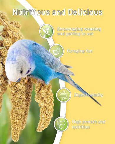 BUCATSTATE Spray Millet for Birds, Sun-Dried Healthy Millet Parakeet Treats for Parrots Cockatiel Lovebird Finch, GMO-Free Parakeet Food - 1.1lb in Kuwait