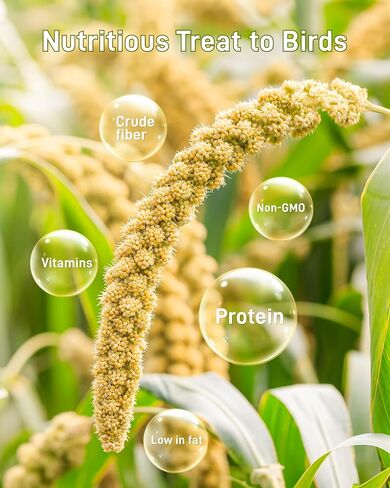 BUCATSTATE Spray Millet for Birds, Sun-Dried Healthy Millet Parakeet Treats for Parrots Cockatiel Lovebird Finch, GMO-Free Parakeet Food - 1.1lb in Kuwait