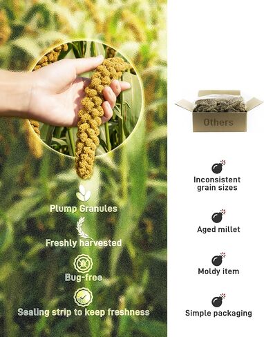 BUCATSTATE Spray Millet for Birds, Sun-Dried Healthy Millet Parakeet Treats for Parrots Cockatiel Lovebird Finch, GMO-Free Parakeet Food - 1.1lb in Kuwait