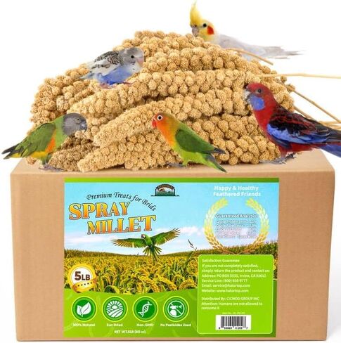 Spray Millet for Birds 5LB - All Natural Sun-Dried Healthy Treat, Millet Spray for Parakeets, Parrots, Lovebirds, Cockatiels Food, 100% Non-GMO High Protein Fresh Bird Seed in Kuwait