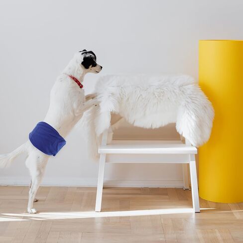 Male Dog Belly Wrap Band, Blue Cotton Sanitary Diaper Pants Size L in Kuwait