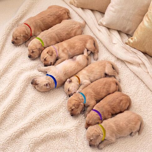 24Pcs Whelping Collars for Puppies, 2 Sizes Adjustable Puppy ID Bands in Kuwait