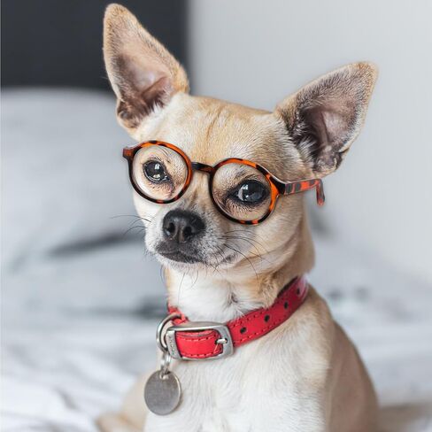 4pcs PET Cosplay Glasses, Round Plastic Sunglasses for Small Pets in Kuwait