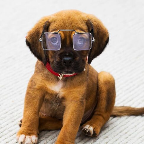 5pcs Funny PET Glasses Spoof Photo Prop for Cats Puppies Reusable in Kuwait