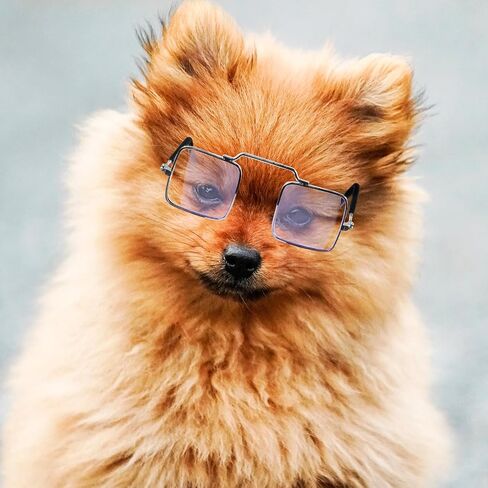 5pcs Funny PET Glasses for Cats and Dogs, Creative Photo Props in Kuwait