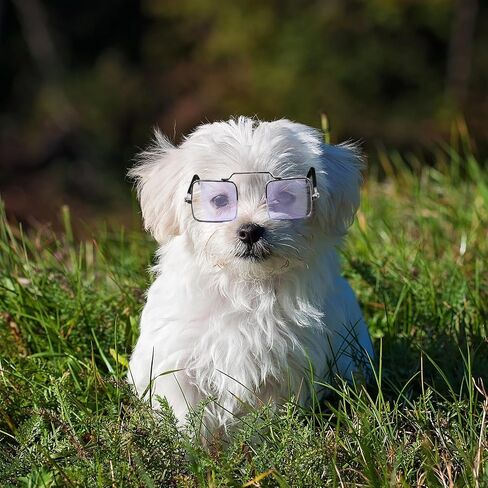 5pcs Funny PET Glasses for Cats and Dogs, Creative Photo Props in Kuwait