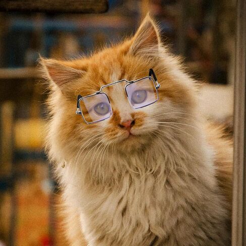 5pcs Funny PET Glasses for Cats and Dogs, Creative Photo Props in Kuwait