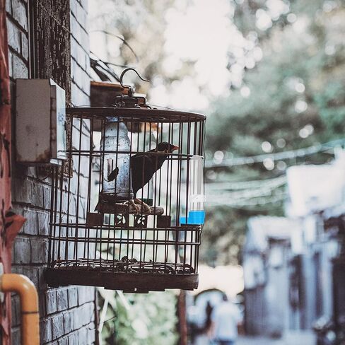 5pcs 120ml Bird Water Fountain Automatic Parrot Cage Drinking Bottle in Kuwait