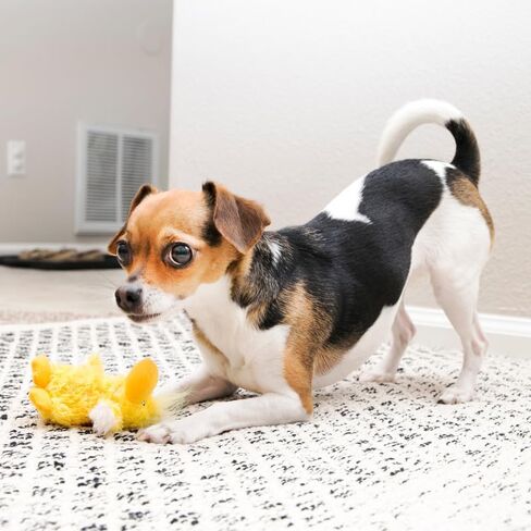 KONG Low Stuffing with Squeaker Dog Toy, X-Small, 3 Animals, Bear, Duck, Frog in Kuwait