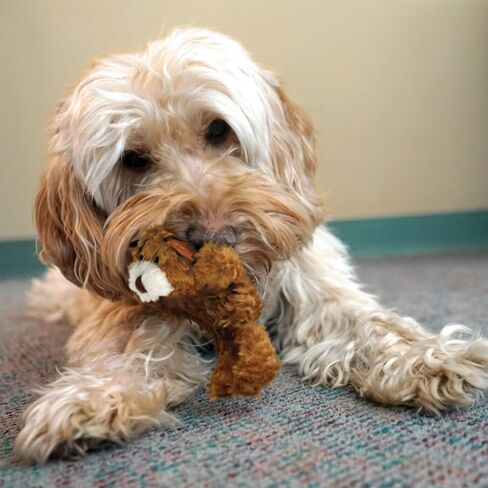 KONG Low Stuffing with Squeaker Dog Toy, X-Small, 3 Animals, Bear, Duck, Frog in Kuwait